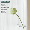 Flor de loto entreabierta [blanca]