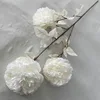 Pivoine de Luoyang blanche, 3 têtes