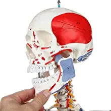 180cm 人体模型 教育用 科学教育用180cm等身大人体トレーニング解剖学PVC骨格模型解剖学模型