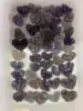 Viola