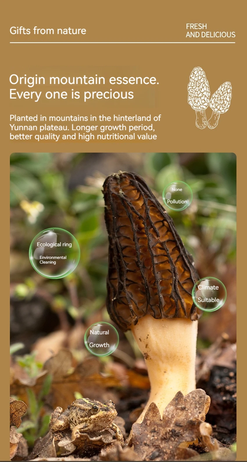 Black Morel Mushroom Dried Wild Morels For Sale Buy Dried Wild Morels