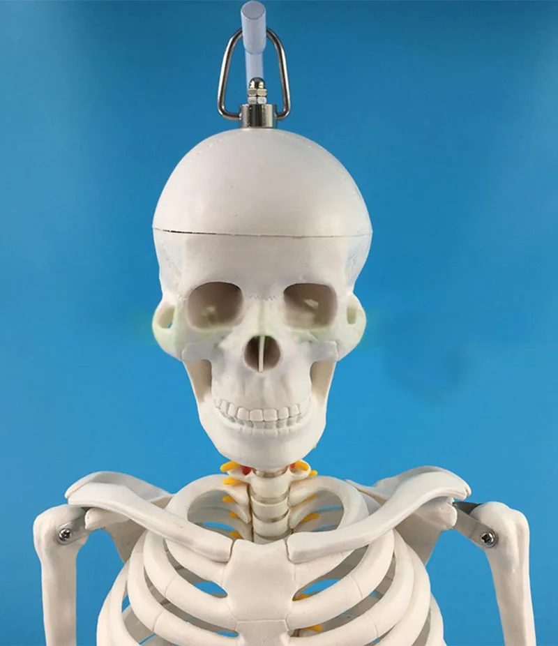 Skeleton Ha Human Hanging Type 85cm Skeleton With Nerve Skeleton Anatomical Model ...