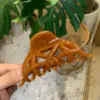 Solid color-caramel