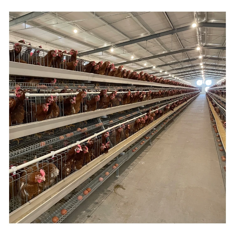 Fully Automatic Chicken Farm Building Cheap Chicken Coops Commercial Chicken House