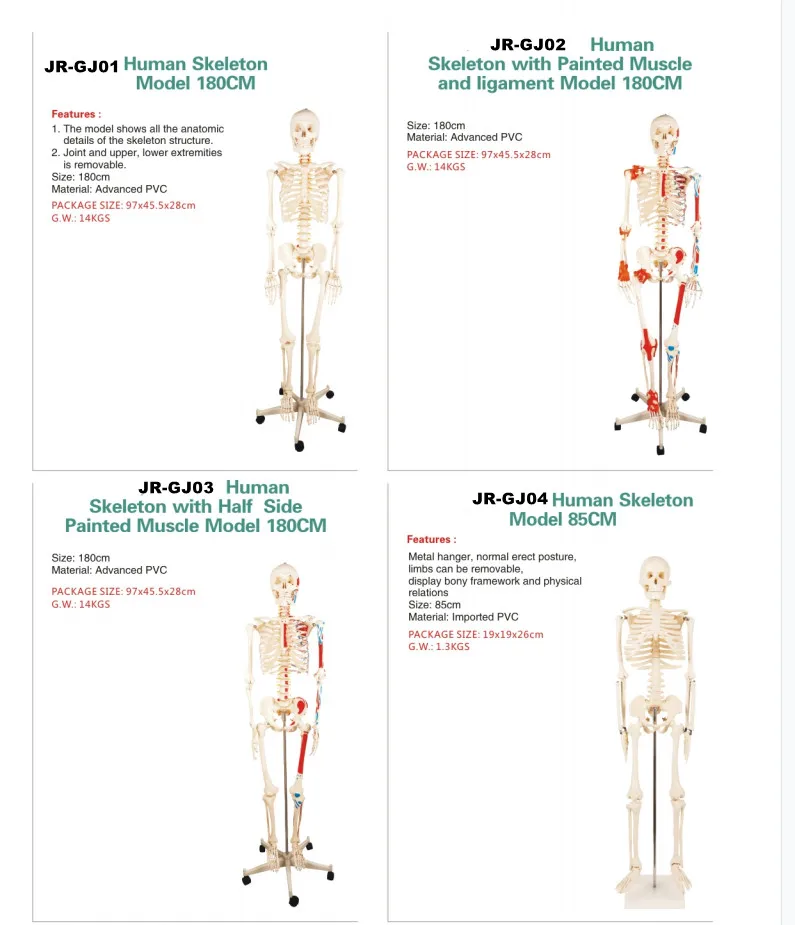 Human Skeleton.jpg