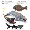 4 Modèles biologiques marins 292g