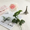 blanc-rose