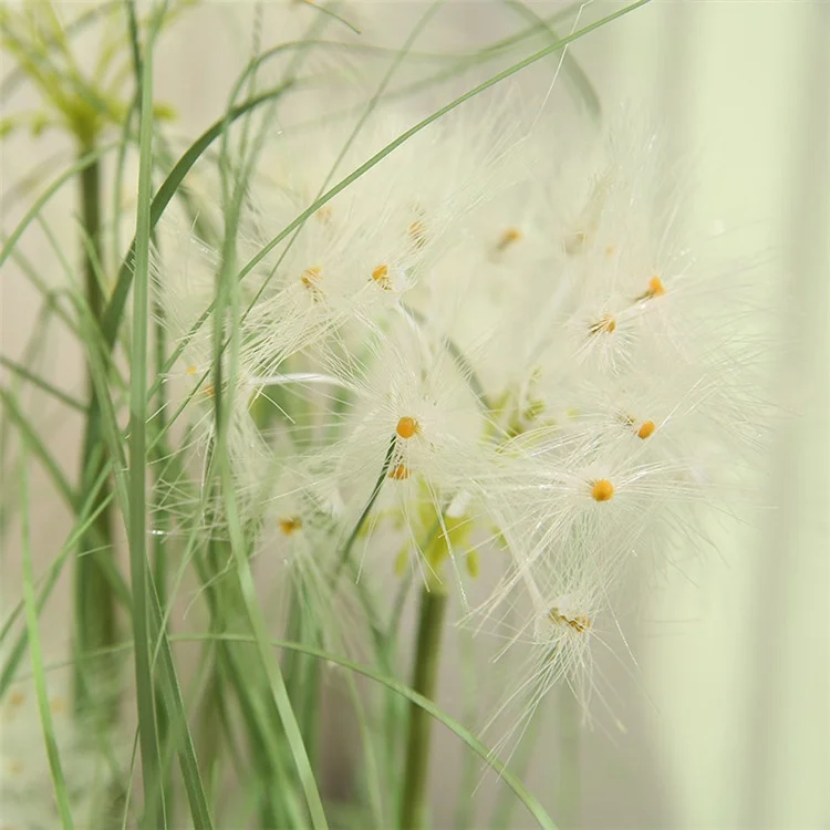 大きなタンポポ タンポポ | 植物図鑑 - ボタニーク
