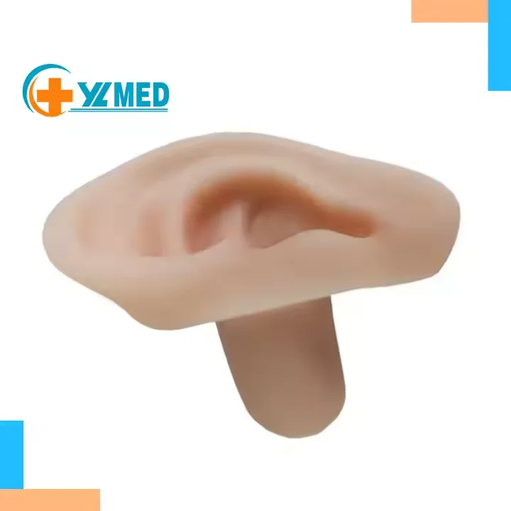 Medical Training Anatomical Model Soft Silicone Human Ear for Suturing Ear Sampling Science and Teaching Tool Organ Model