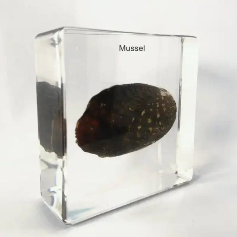 Freshwater Mussel Specimen - Embedded in Clear Lucite Block
