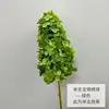 Singola pagoda ortensia-verde