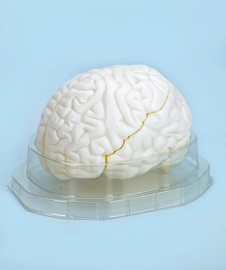 product advanced medical body molded brain model factory for teaching direct medical student brain education model-4