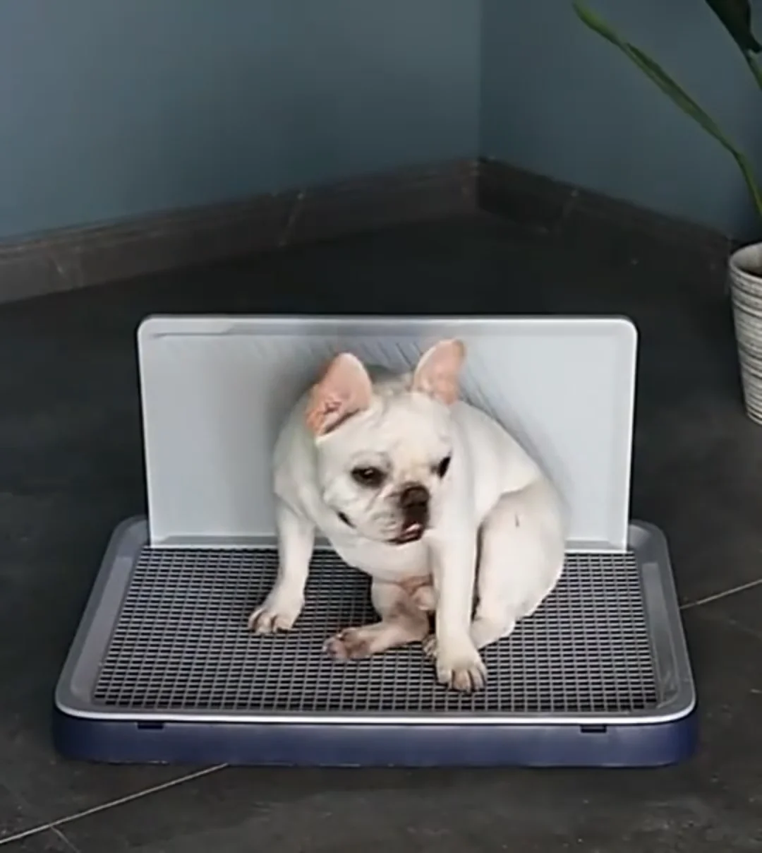 Dog Pee Tray Toilet For Dog,Indoor Puppy Potty Pee Pad Floor Tray With