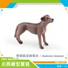 PL127-2584 Ridgeback de Rhodesia 14g