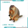 T15726 marmota 54g