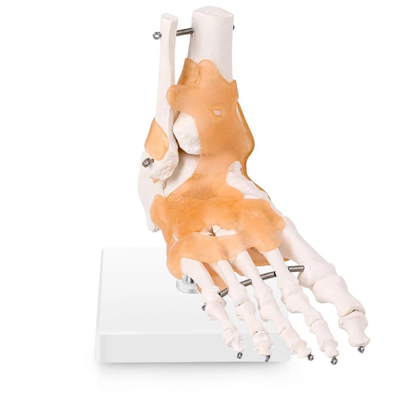 30x18x11cm Human Skeleton Model , Pvc 0.8kg Anatomical Foot Model