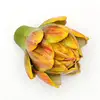 Amarillo-8CM