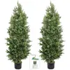 Cedar Topiary Trees - 2 Pack 5ft