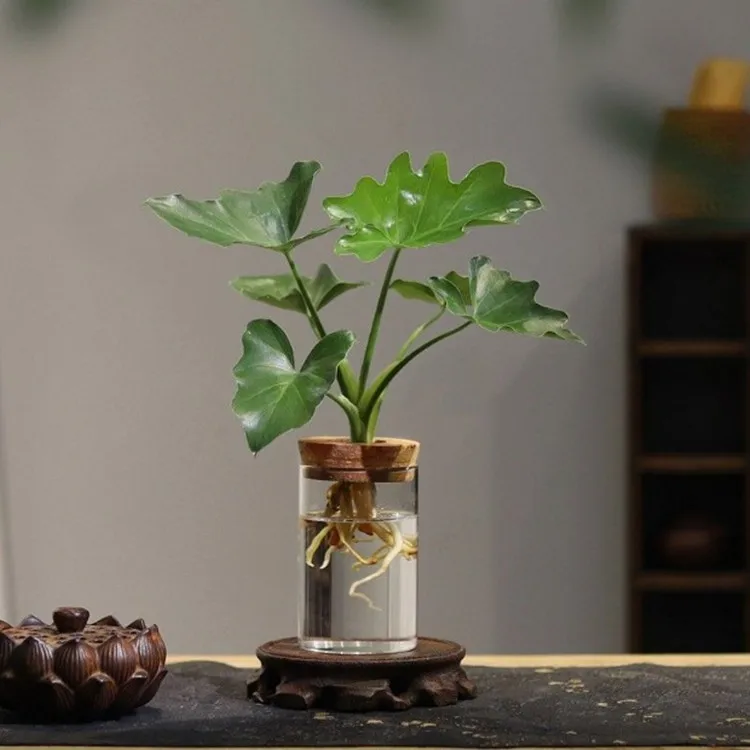 Benutzer definierte Logo Pflanze Terrarium Zylinder Vasen Bambus Tablett  Home Decor Mehrere Gren Auswahl Klarglas mit Kork deckel und Holz|  Alibaba.com