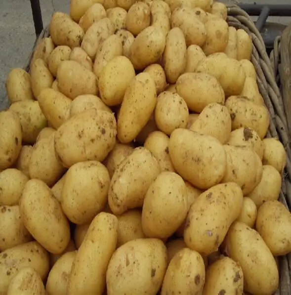 Fresh potato 20.jpg