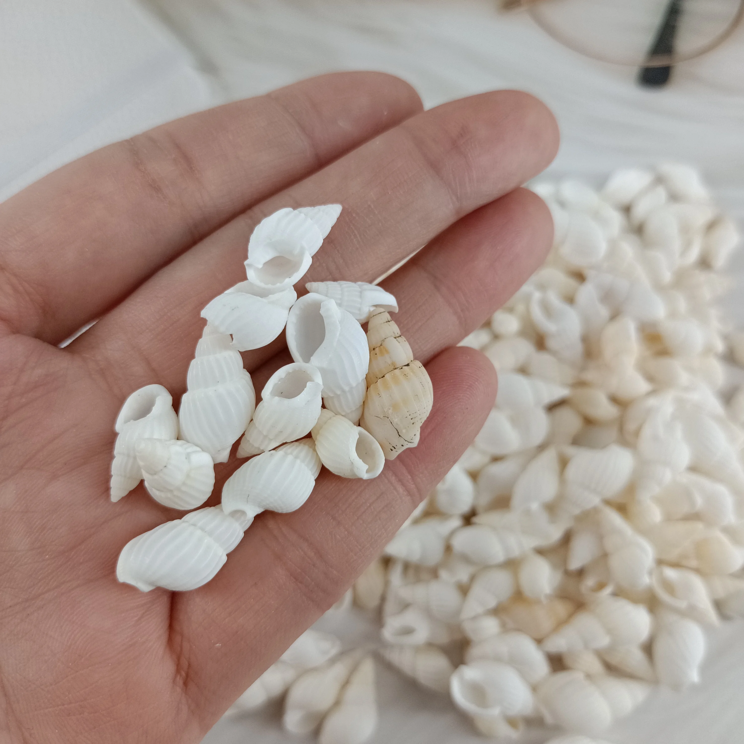 Natural Shell 1-3cm Plastic Box Packing Conch Shells Mini Corn Screw Wall Decoration DIY Aquarium Landscape Seashells Starfish