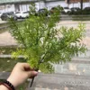 fennel grass green bunch