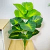 Cuore verde Goccia di rugiada Alocasia Greenery