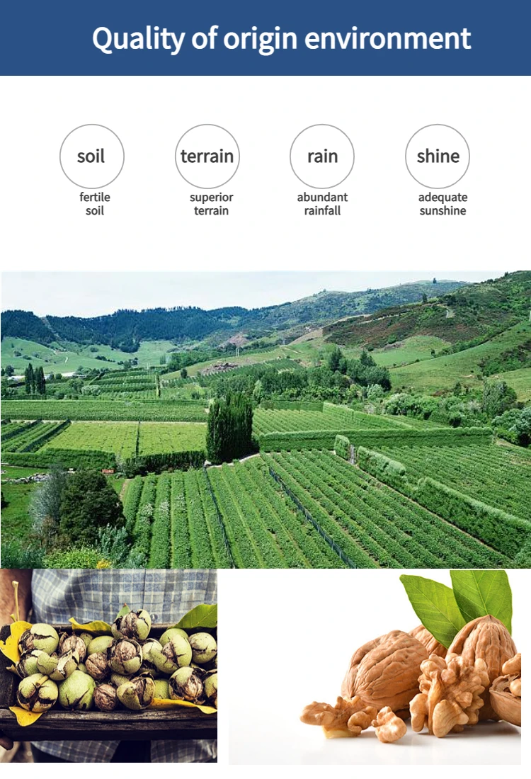 China Walnut Factory Wholesale Price Bulk Shelled Walnuts And Walnut