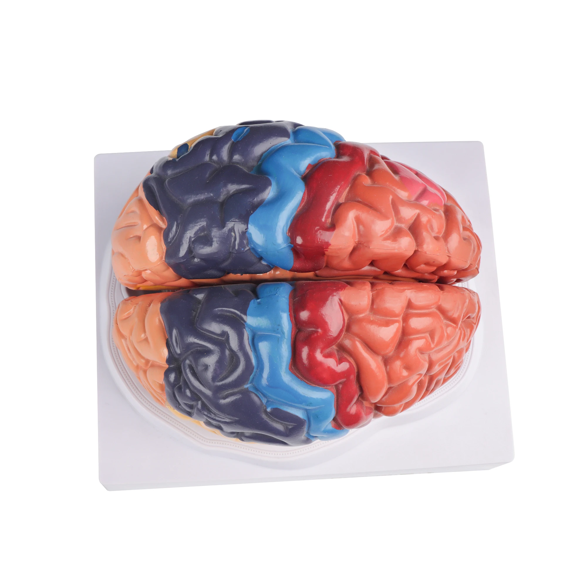 Human Brain Anatomy Model With Brain Function Area & Artery Structure PVC Plastic Color Classification Including Cranial Nerves