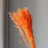 สีแดงส้ม