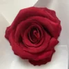 Dark red