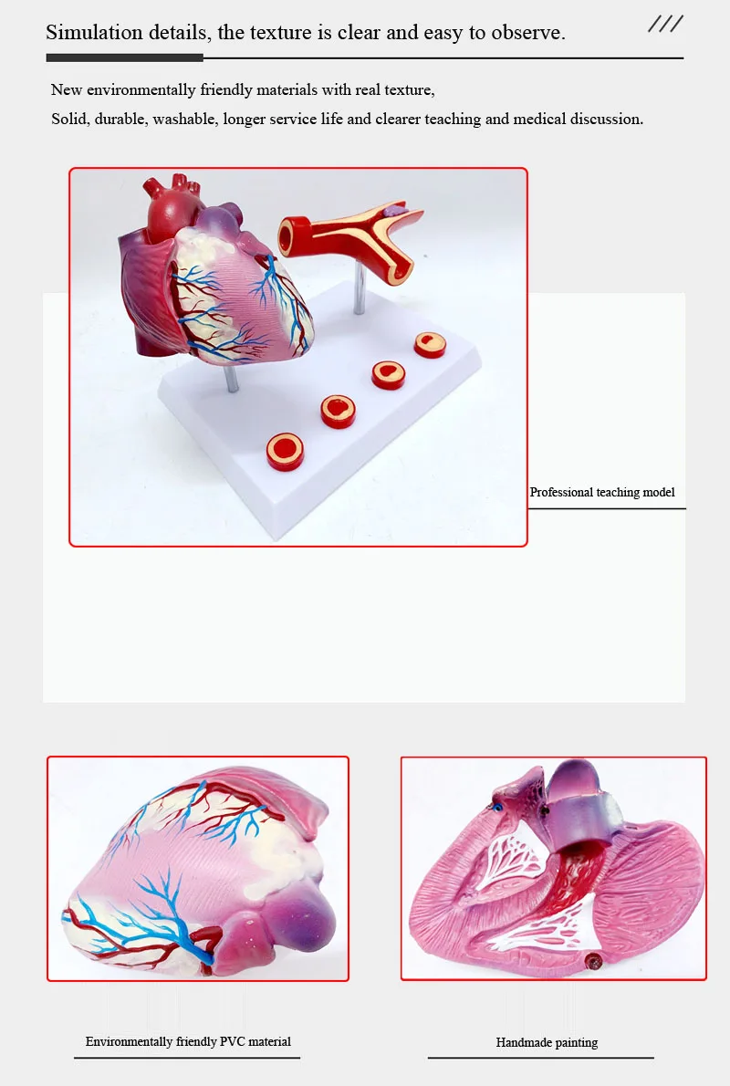 Human Anatomy Heart Model Coronary Artery Bypass And Vascular