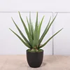 Aloe Vera moyen 58CM