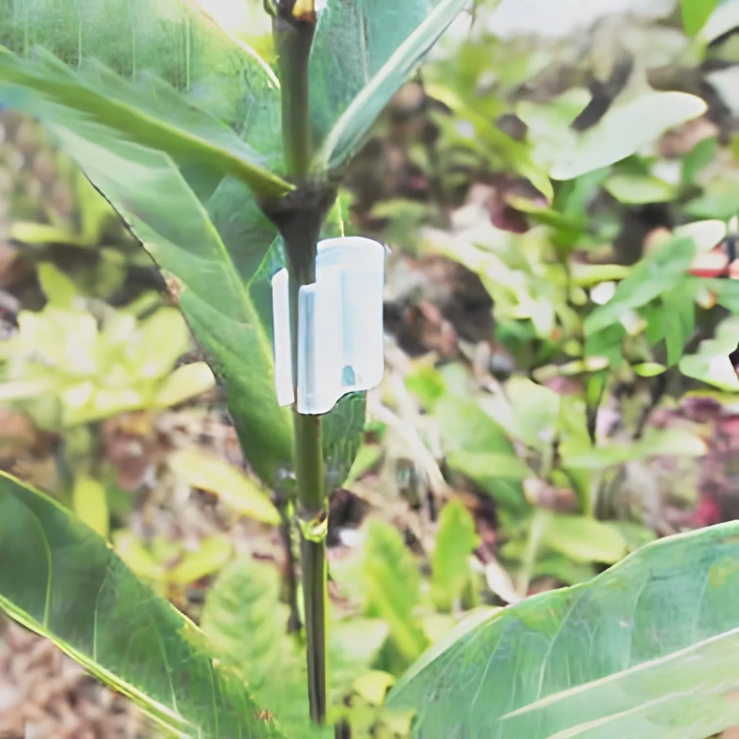 Abrazaderas reutilizables de silicona OEM/ODM con diseño de muelle tubular para injertos de plantas y tomates; productos de goma para injertos superiores o laterales