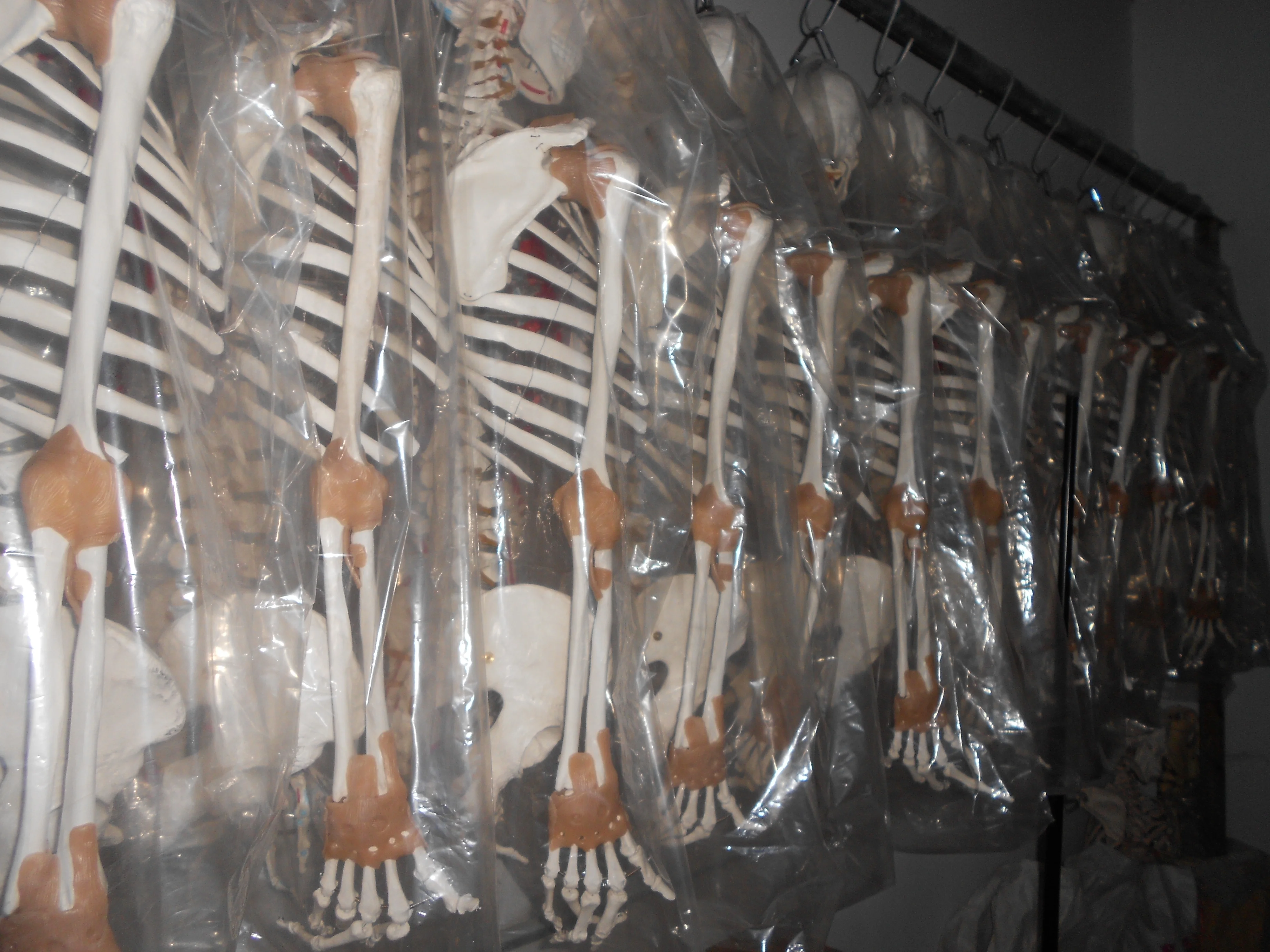 Human Torso Model 180cm Male Torso 37 Parts Internal Organs Systemic Medical Whole Body Art Muscular Anatomical Figure Model