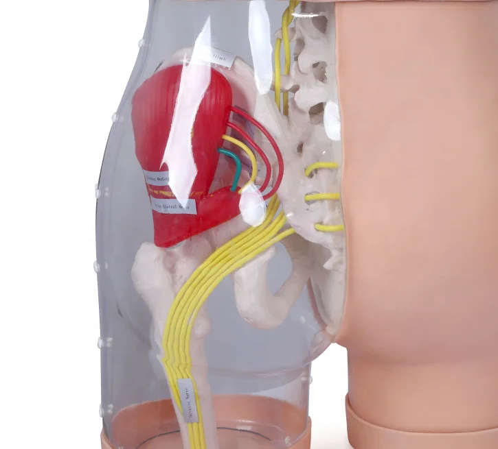 K Model Buttocks for Gluteal Intramuscular Injection and Comparison