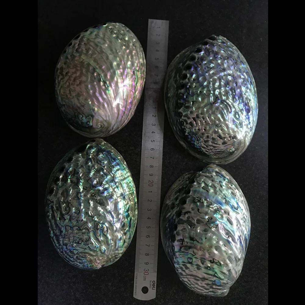 Large Polished Abalone Shell Clean and Smooth Edge Paua Shell