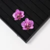 Viola 02