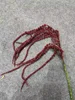 Burgundy Amaranthus