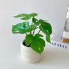Botella con anillo de hoja de Monstera