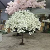 Fiore di ciliegio S13