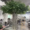 albero di banyan personalizzato
