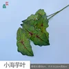 Hojas pequeñas de Alocasia SQD Verde
