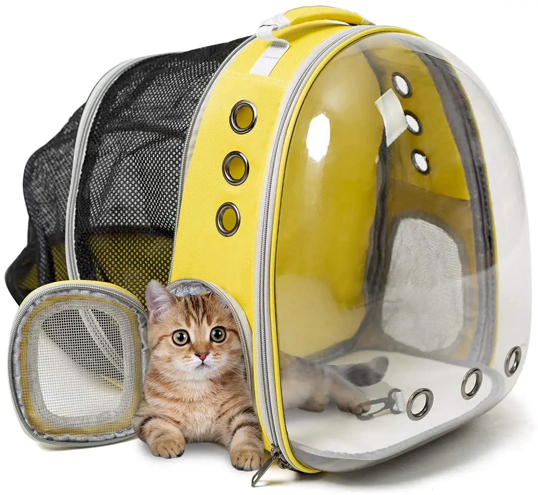 cat bolsa bubble