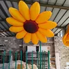 Flores de sol