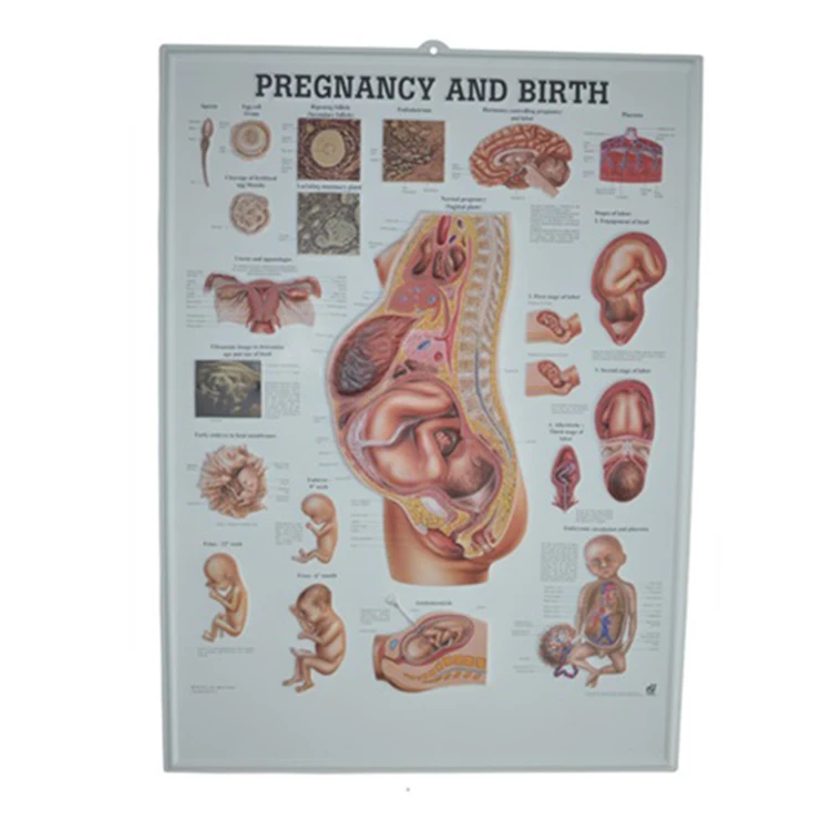 Promotional 3d Digestive System Medical Poster 3d Anatomy Wall Chart Poster