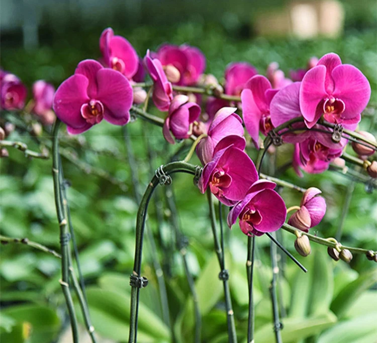 Stütz Stange Pflanze Klettern Rattan Blume Fest Phalaenopsis Mini Garten Dekoration Blumen Ordner Orchidee Blumen Ordner Garten Dec