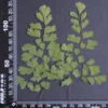 MH688 Maïs Fougère 10-15cm vert 10pcs