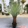 Cabeza de piña con borde amarillo, 120 cm.