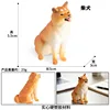 Shiba Inu en cuclillas 3590 colorido